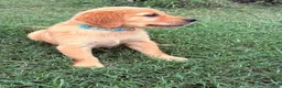 Golden Retriever dogs for sale: Jasmine - Ad 2