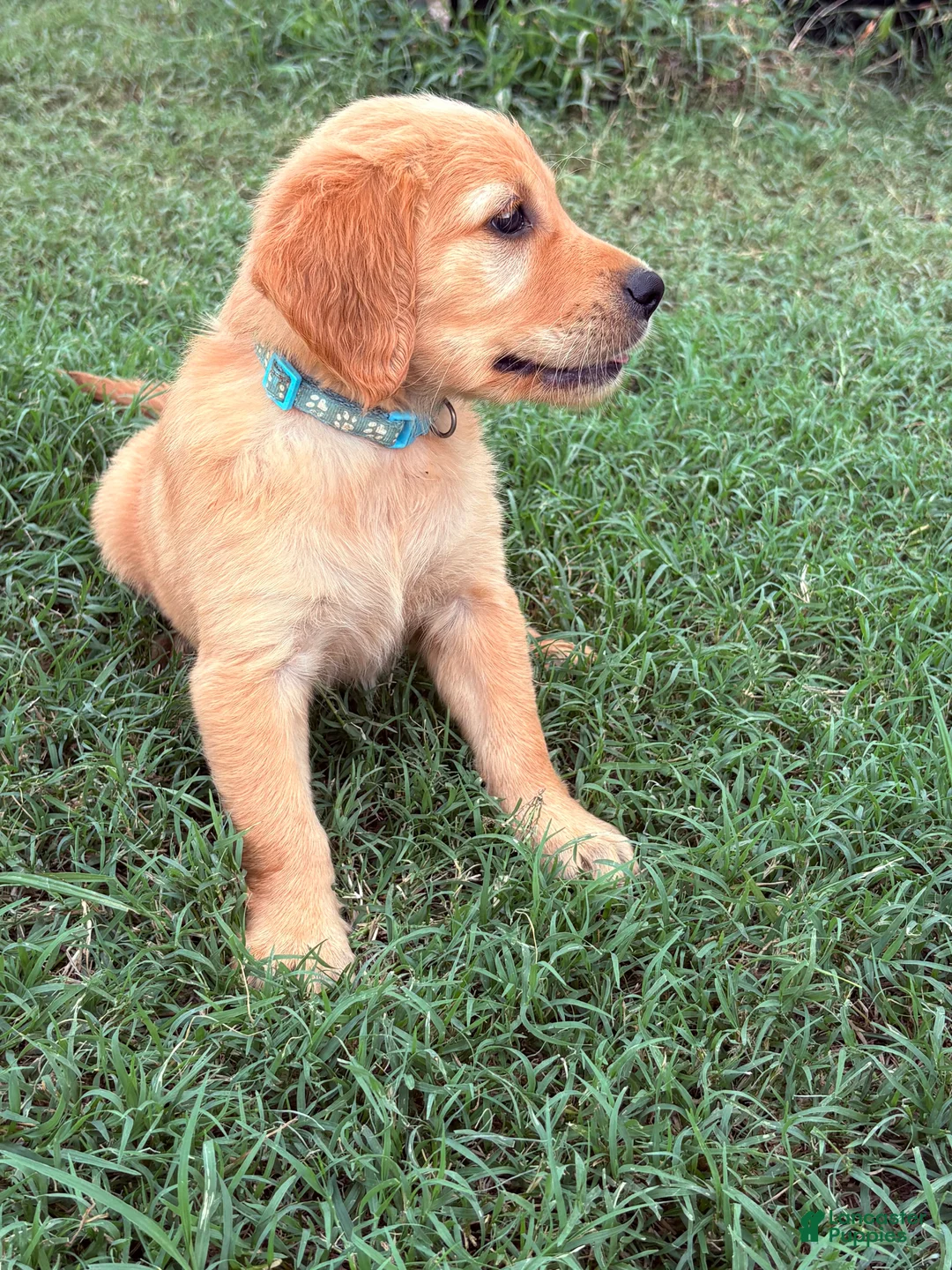Golden Retriever dogs for sale: Jasmine - Ad 2