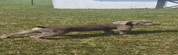 Cane Corso dogs for sale: Charlie  - Ad 4