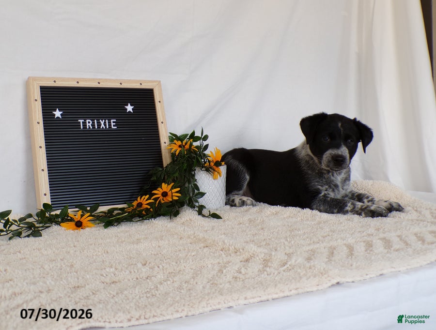 Australian Cattle Dog dogs Trixy - Ad 1