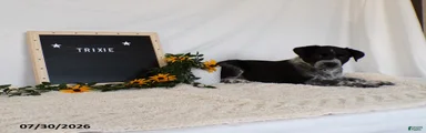 Trixy