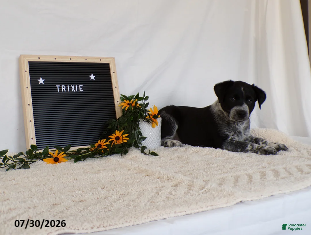 Australian Cattle Dog dogs for sale: Trixy - Ad 1