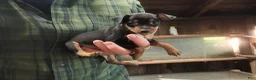 Miniature Pinscher dogs for sale: Penny - Ad 5