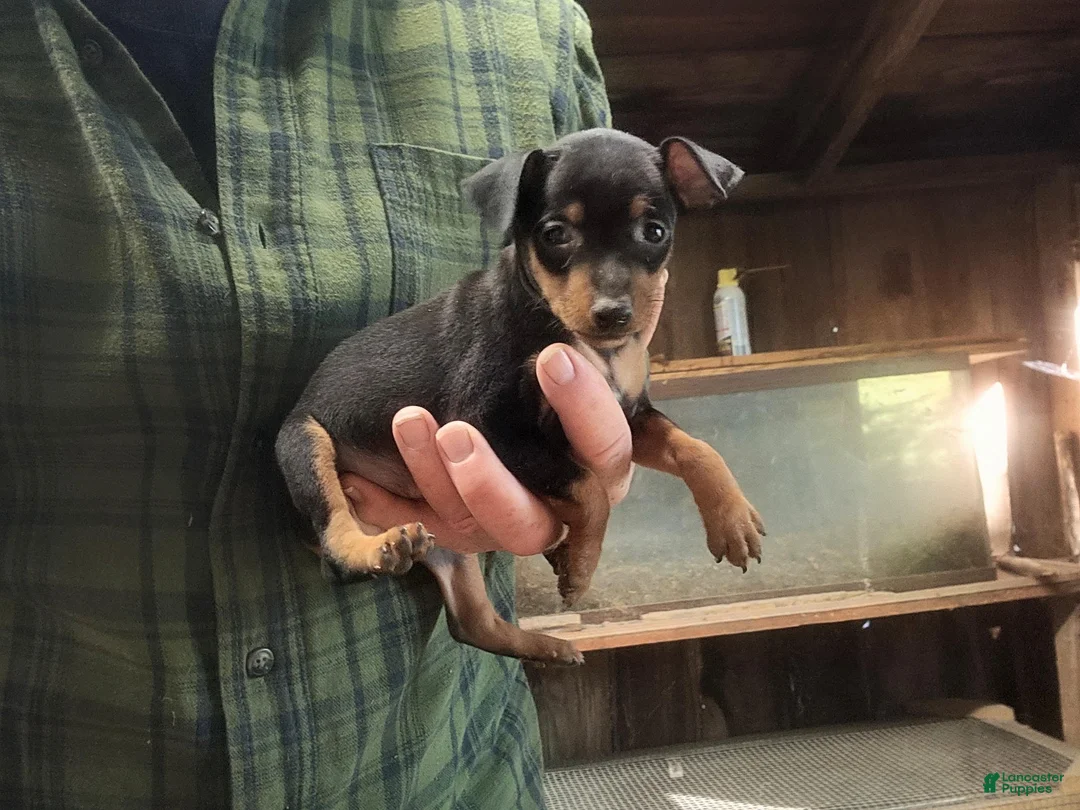 Miniature Pinscher dogs for sale: Penny - Ad 5
