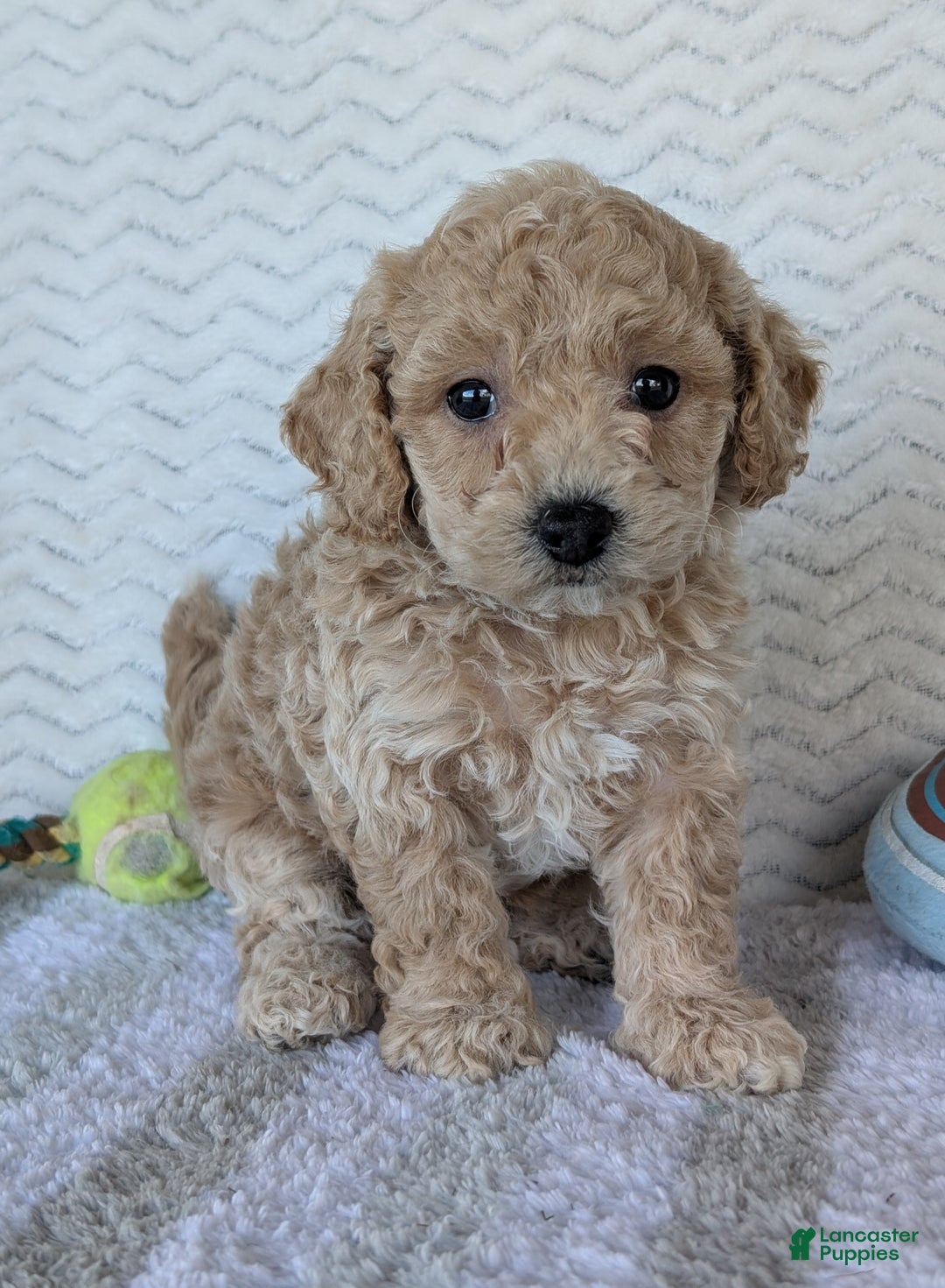 Bichpoo dogs for sale: Dasiy - Ad 4