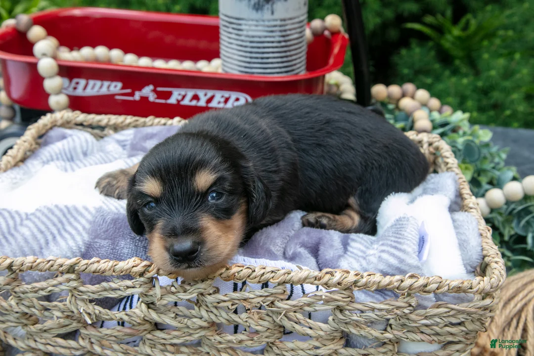 Miniature Dachshund dogs for sale: Chase - Ad 2