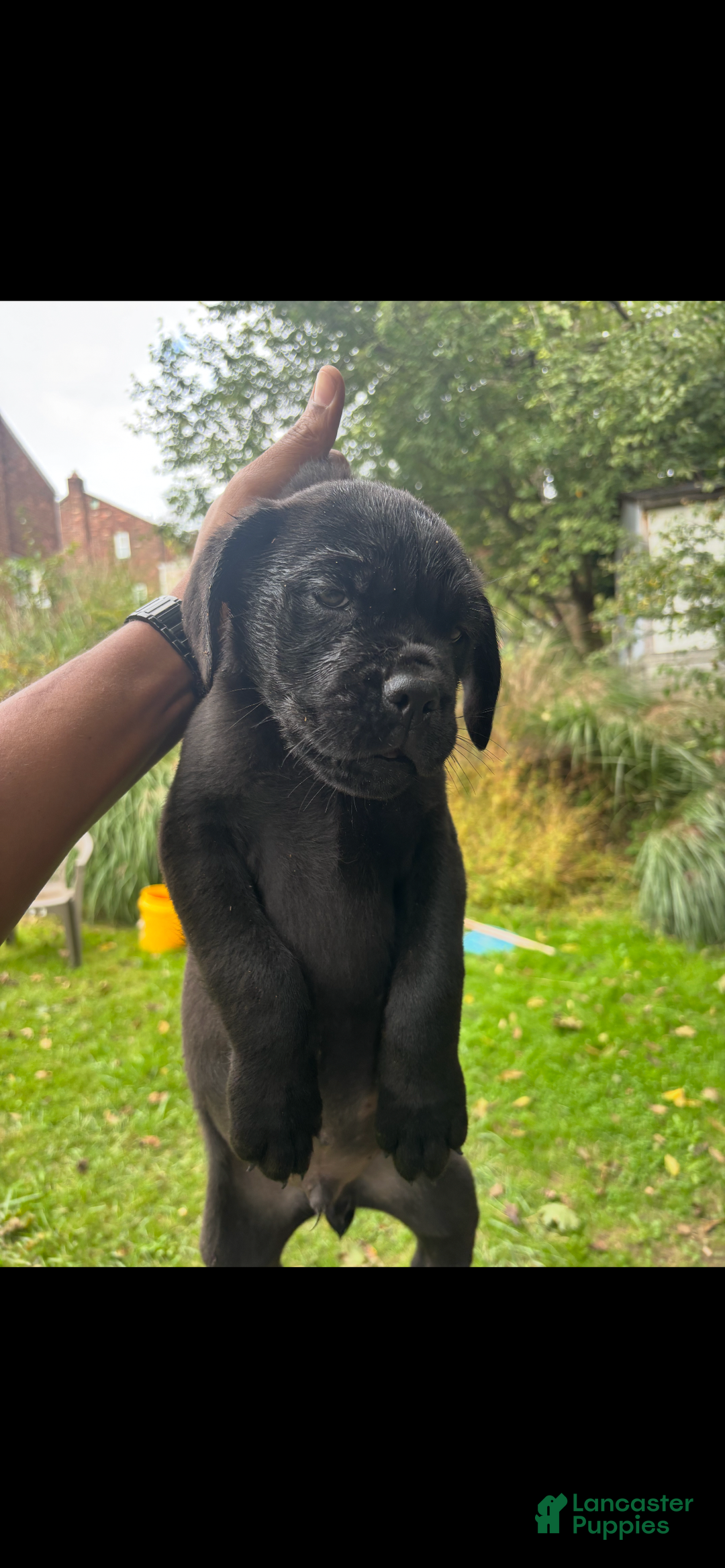 Cane Corso dogs for sale: Scruff  - Ad 4