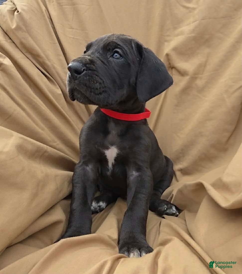 Great Dane dogs Red Collar male - Ad 1