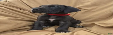 Red Collar male