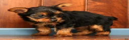 Yorkshire Terrier dogs for sale: Talia - Ad 8