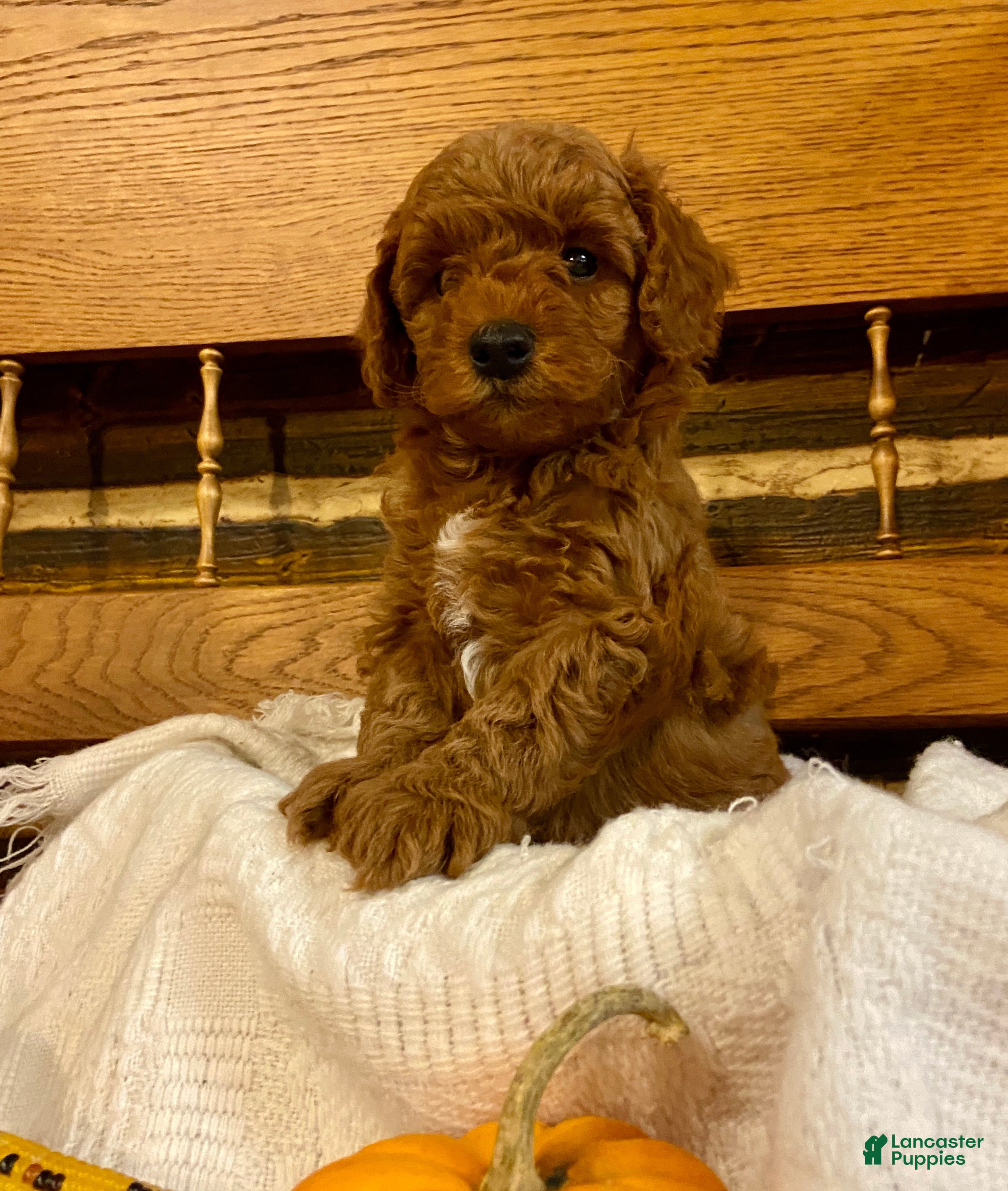 Mocha, Miniature Poodle