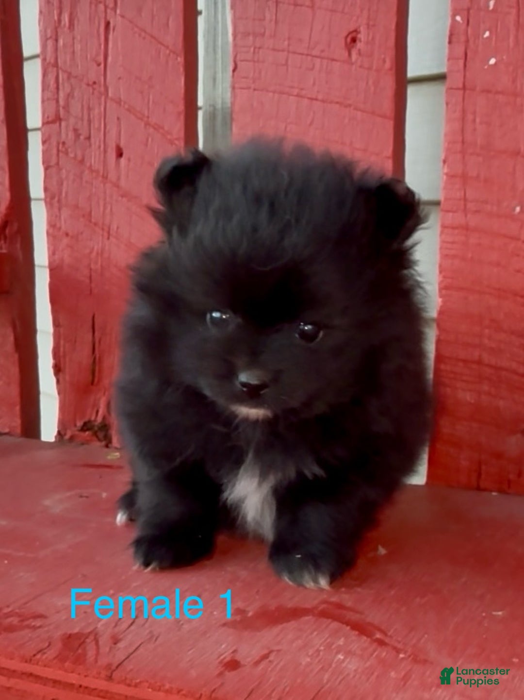 American kennel club Pomeranian Puppies for sale Lancaster Puppies