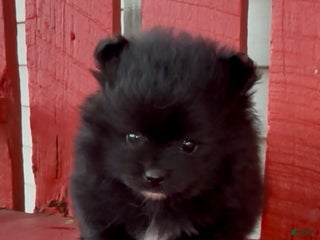 Pomeranian dogs - Ad 3