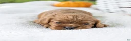 Cavalier King Charles Spaniel dogs for sale: Acorn - Ad 5