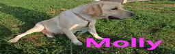 Labrador Retriever dogs for sale: Sandy - Ad 4