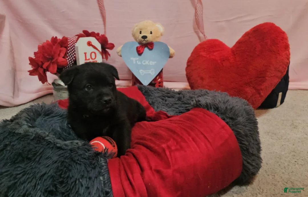 Mixed Breed dogs for sale: Tucker - Ad 1