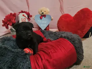 Mixed Breed dogs for sale: Tucker - Ad 2