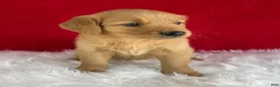 Golden Retriever dogs for sale: Maggie - Ad 5