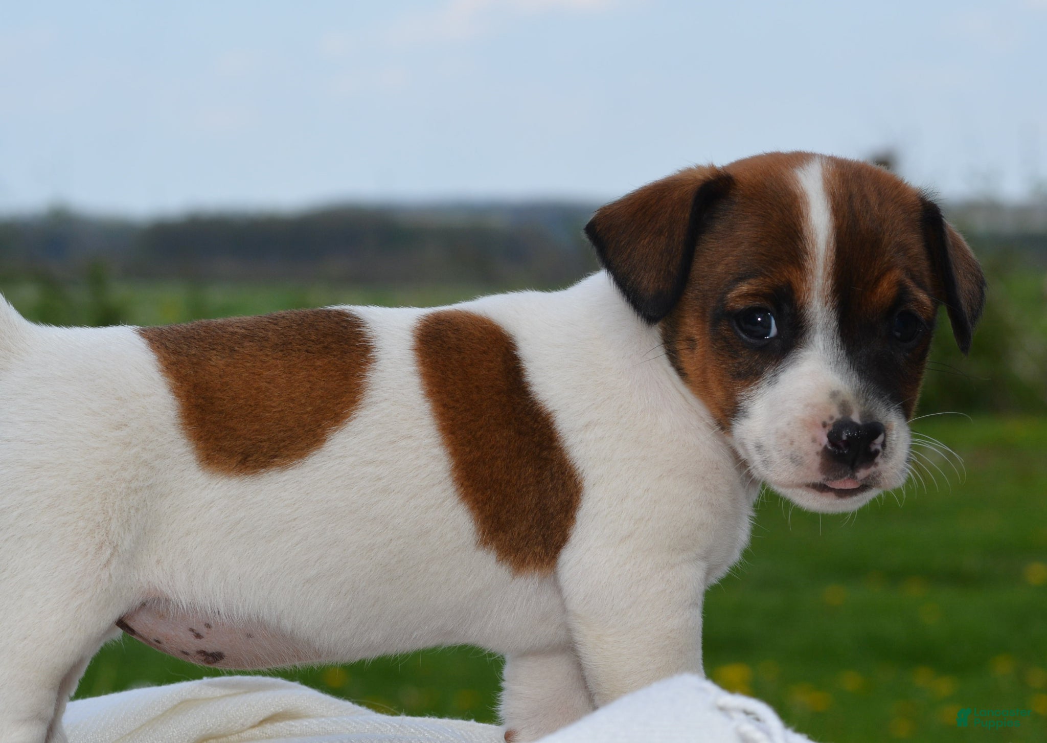 Jack Russell Terrier dogs Millie - Ad 2