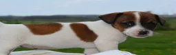 Jack Russell Terrier dogs for sale: Millie - Ad 2