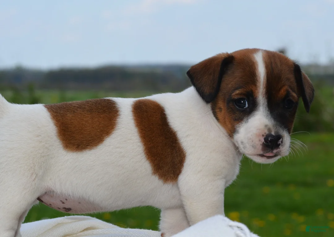 Jack Russell Terrier dogs for sale: Millie - Ad 2