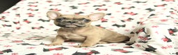 French Bulldog dogs for sale: Minnie - Ad 1
