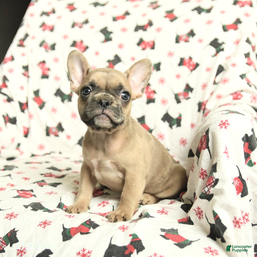 French Bulldog dogs for sale: Minnie - Ad 1