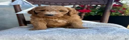 Goldendoodle dogs for sale: Coop - Ad 9