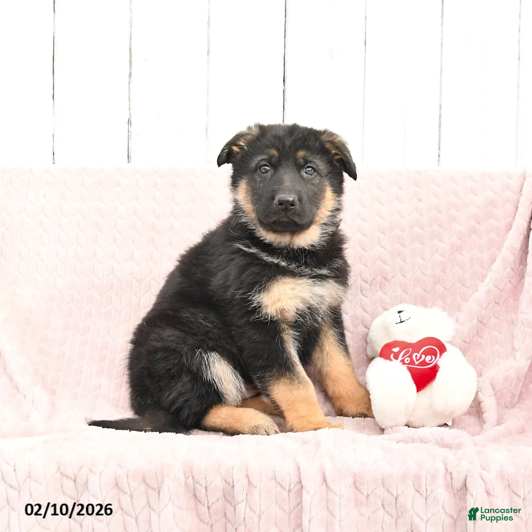 German Shepherd dogs for sale: Scarlett - Ad 1