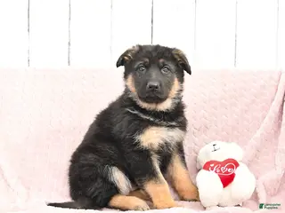 German Shepherd dogs Scarlett - Ad 30
