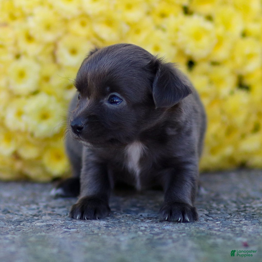 Chihuahua dogs for sale: Penny - Ad 16