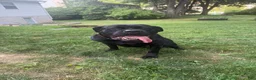 Cane Corso dogs for sale: Blue collar  - Ad 11
