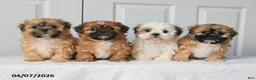Shih Tzu dogs for sale: Ivan - Ad 3