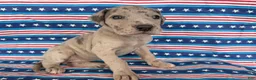 Great Dane dogs for sale: Pansy Great Dane  - Ad 7