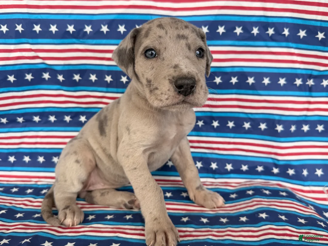 Great Dane dogs for sale: Pansy Great Dane  - Ad 7