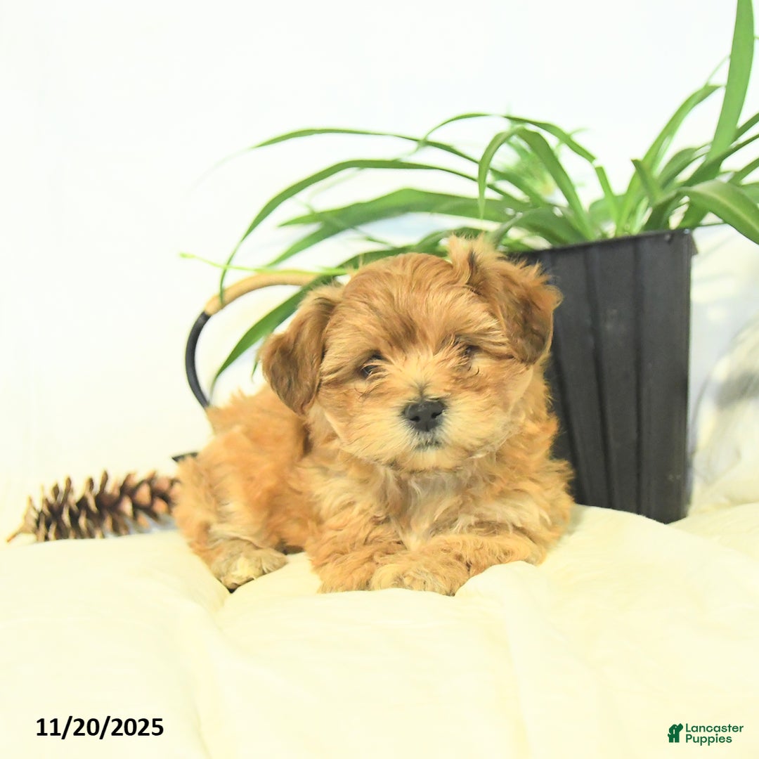 Yochon dogs for sale: Penny - Ad 3