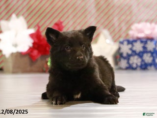 German Shepherd dogs Frazer - Ad 23