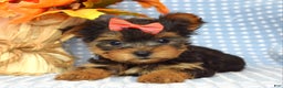 Yorkshire Terrier dogs for sale: Carly  - Ad 9