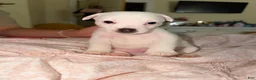 Jack Russell Terrier dogs for sale: Jack Russell Terrier Puppy 1 - Ad 2
