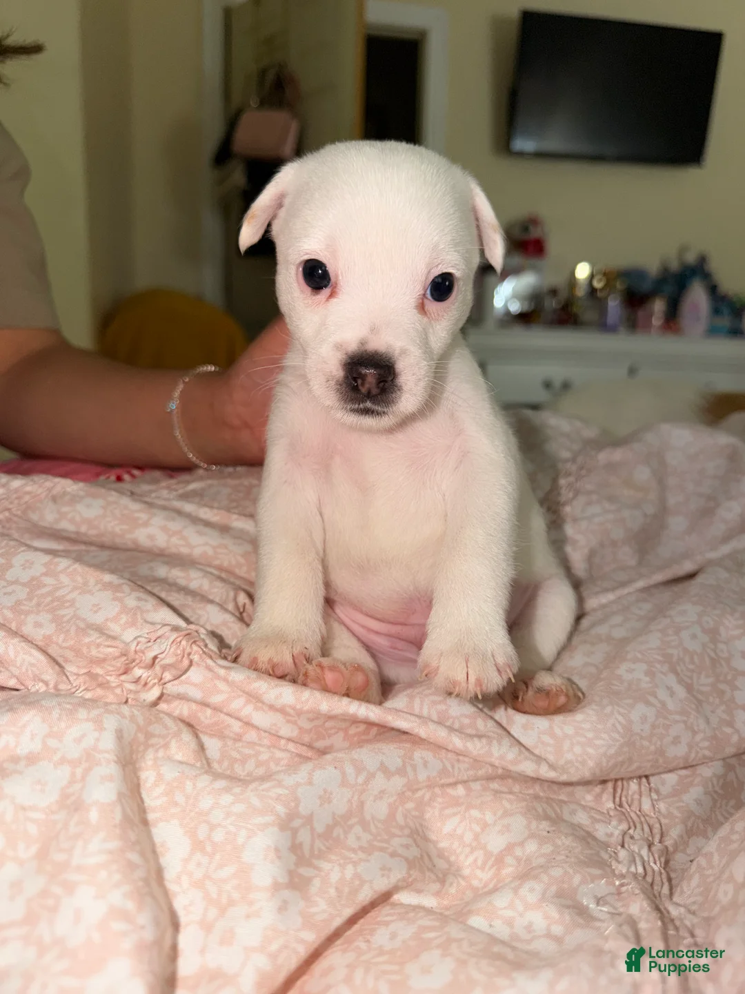 Jack Russell Terrier dogs for sale: Jack Russell Terrier Puppy 1 - Ad 2