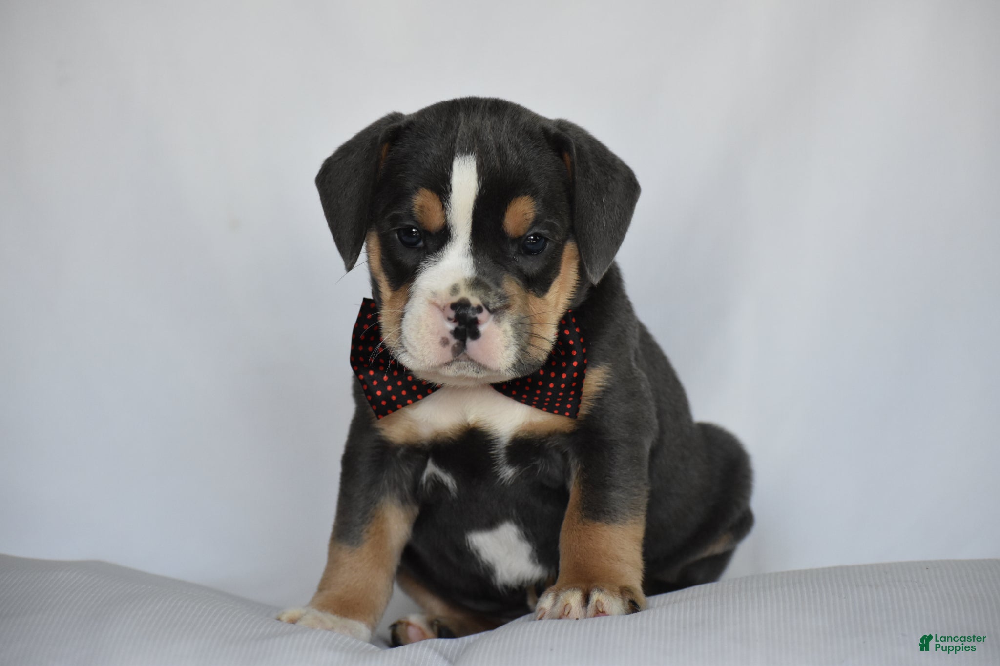Beabull dogs Blossom - Ad 1
