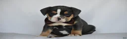 Beabull dogs for sale: Blossom - Ad 1