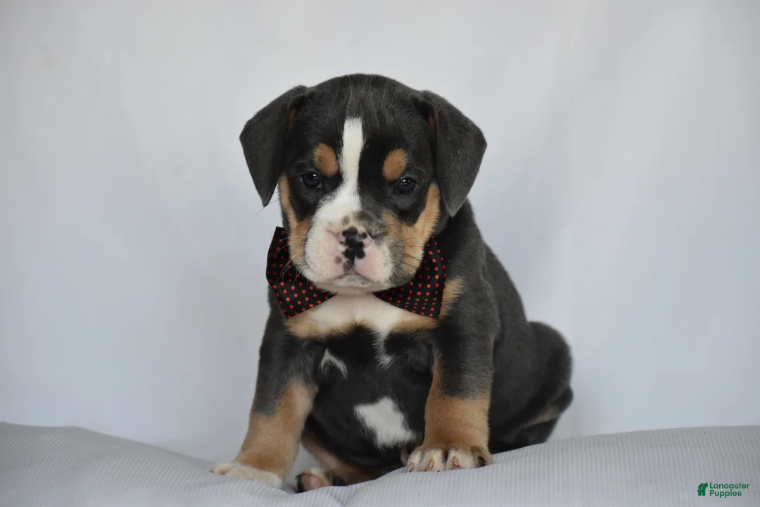 Beabull dogs for sale: Blossom - Ad 1