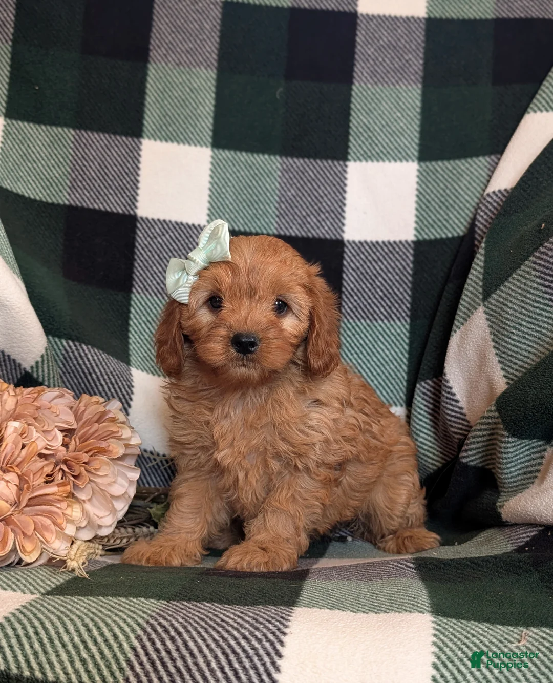 Cavapoo dogs for sale: Clara - Ad 2