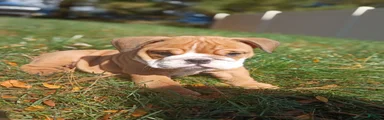 Darla 