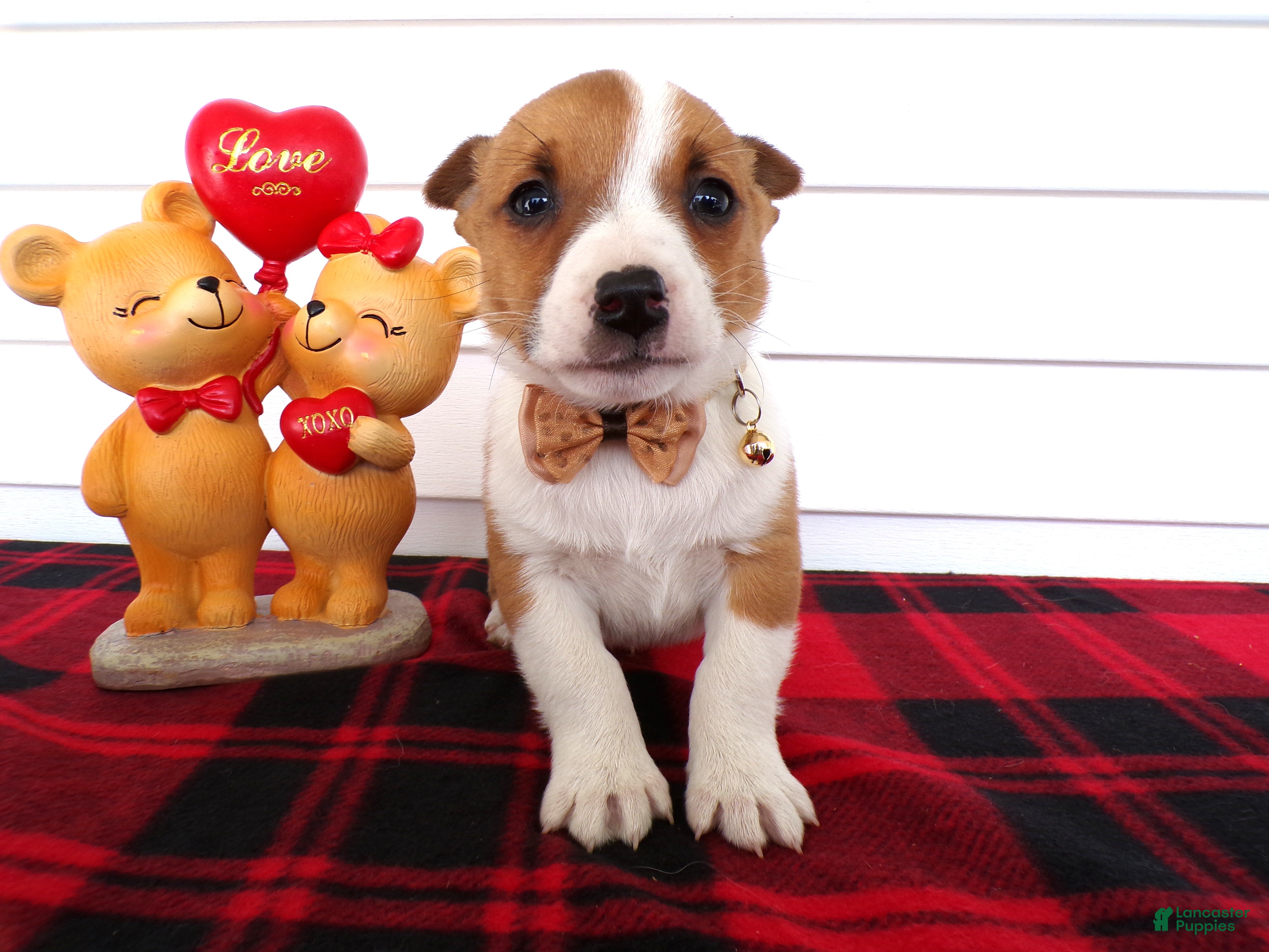 Jack Russell Terrier dogs Jack Russell Terrier Puppy 1 Spot - Ad 22