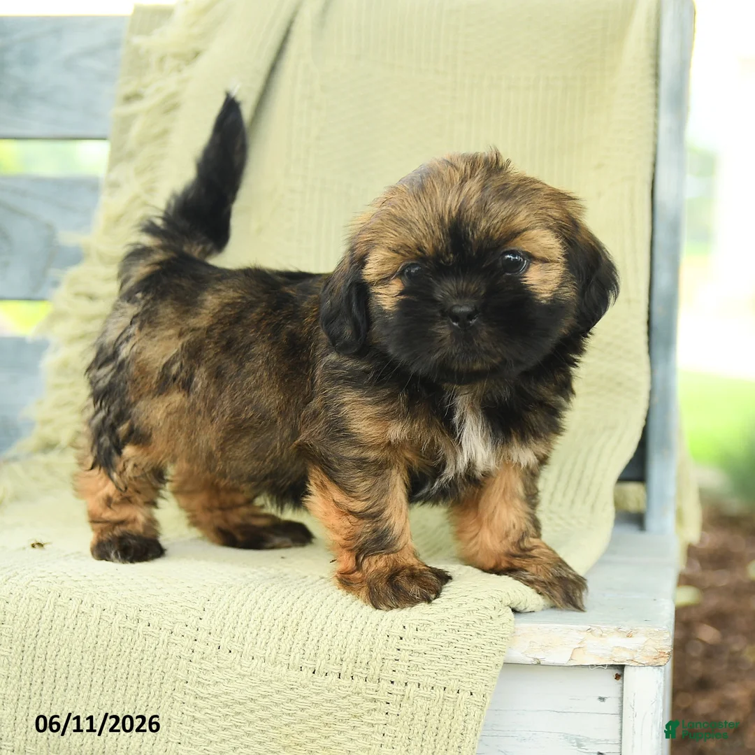 Shih Tzu dogs for sale: Harper - Ad 1