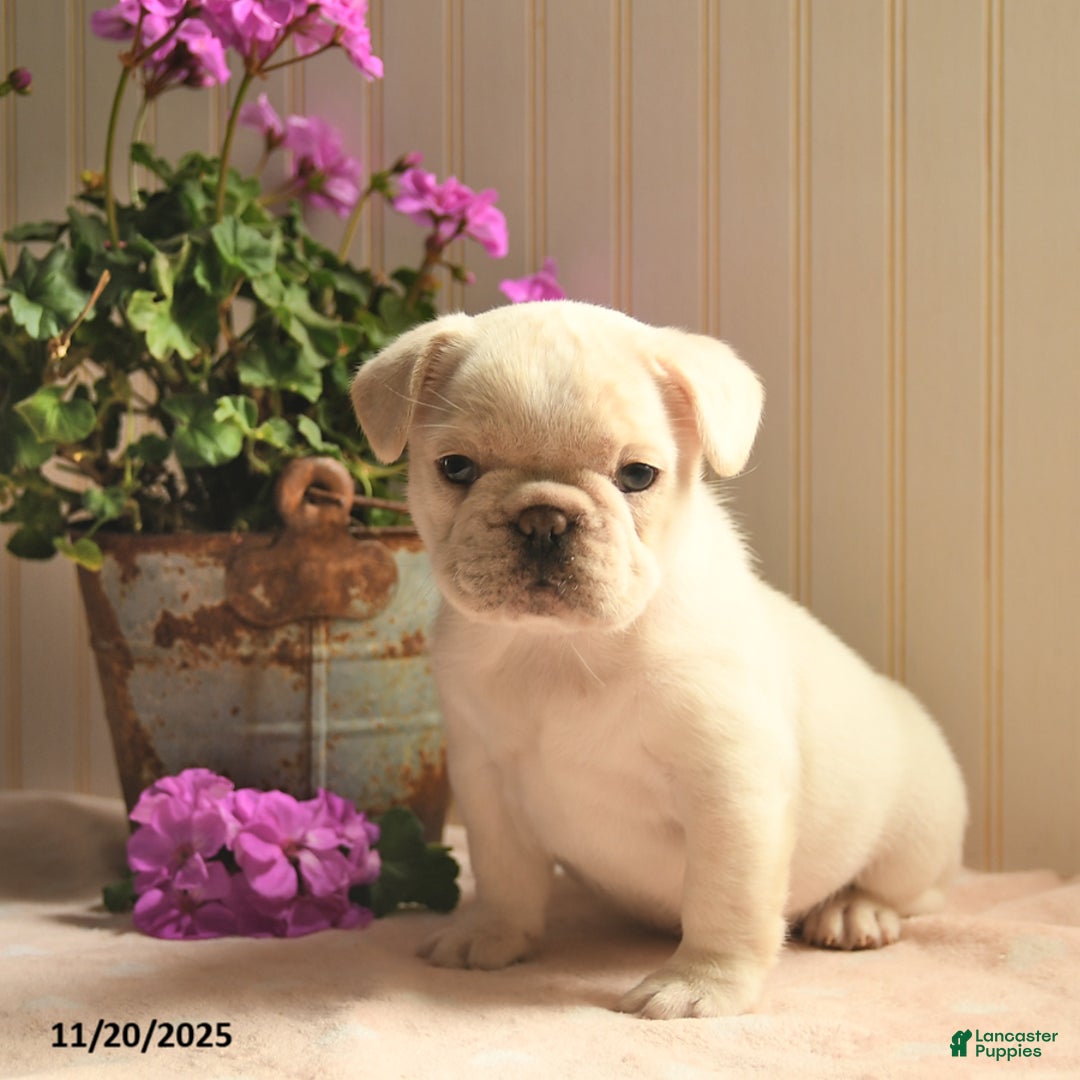 French Bulldog dogs for sale: Noel  - Ad 4