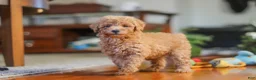 Miniature Poodle dogs for sale: Brianna - Ad 5