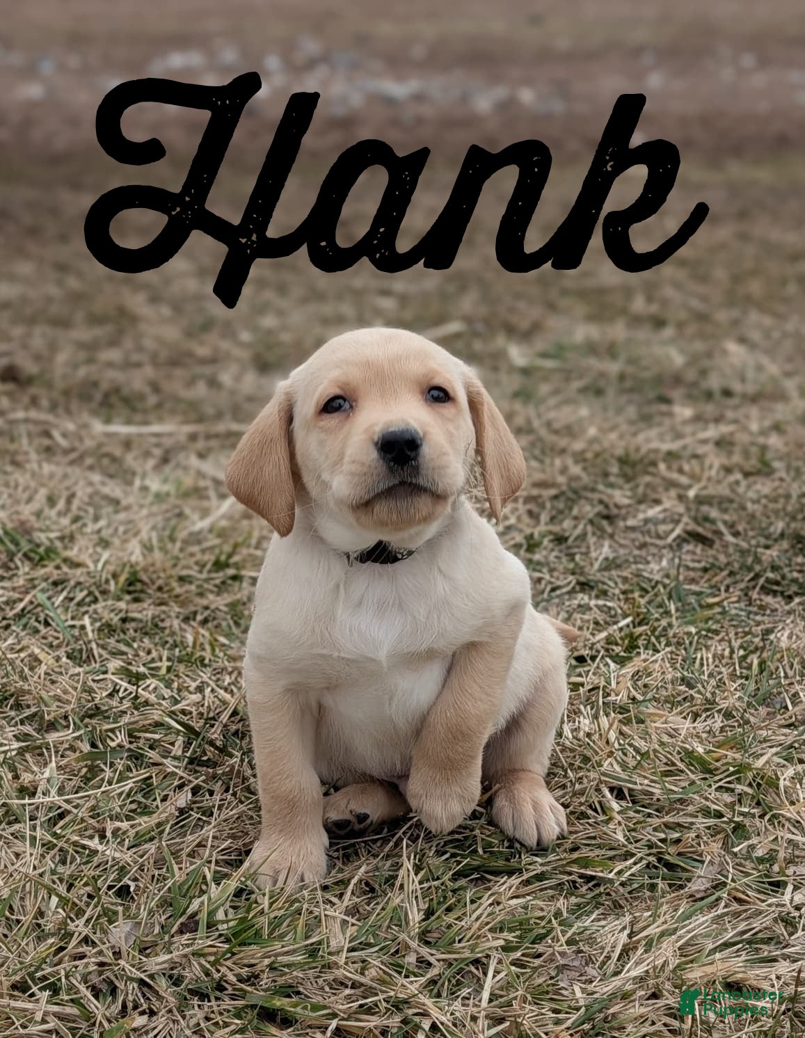 Labrador Retriever dogs Hank - Ad 2
